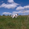 Enjoying The Gallops at Beckhampton, Nr Calne, Wiltshire