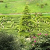 Glendurgan Garden Nr Helford Cornwall. - Cherry Laurel maze