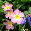Glendurgan Garden, Nr Helford, Cornwall. - 