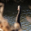 A naturalised, wild Australian Black Swan on the River Cherwell, Lower Heyford, Oxon.