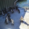 Penguins at Marwell Zoo in Hampshire.