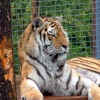 Picture of tiger at Dalton zoo, Dalton-in-Furness