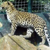 Twycross Zoo, Leicestershire. Leopard