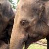 Twycross Zoo, Leicestershire. Elephant
