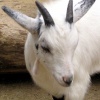 Twycross Zoo, Leicestershire. Pet's Corner Goat