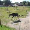 Okapi at Marwell Zoo, Hants