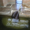 Pygmy hippo's at Marwell Zoo. Colden Common, Hants. England.