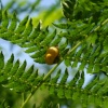 Snail found under fern leaves in Rendlesham Forest. Suffolk, July 2006