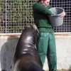 A picture of The National Seal Sanctuary