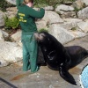 A picture of The National Seal Sanctuary