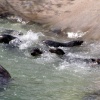 National Seal Sanctuary, Gweek, not far from Helston, Cornwall. April 2005. Feeding time.