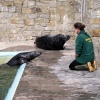 A picture of The National Seal Sanctuary