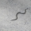 Adder, Boscastle, Cornwall