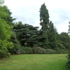 Greenery at Cannon Hall Country Park near Barnsley