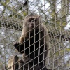 Looe Monkey Sanctuary, Cornwall.April 2005