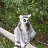 George the ring tailed lemur, at Monkey World, Dorset