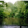 Thornton-le-Dale Duck pond