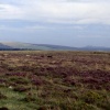 LANDSCAPES IN BODMIN MOOR