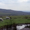 LANDSCAPES IN BODMIN MOOR