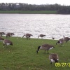 Pugneys Park (with Canadian Geese) near Wakefield, West Yorkshire.
