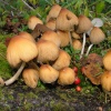 Hamsterley forest patch of fungii by footpath
