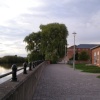 Tree on riverside Walk in Gainsborough, Lincolnshire - 