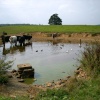 Farm pond at Scackleton, North Yorkshire