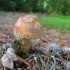 Exbury gardens, Exbury, Hampshire - 