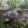 Exbury gardens, Exbury, Hampshire - 