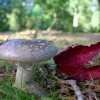 Exbury gardens, Exbury, Hampshire - 