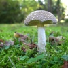 Exbury gardens, Exbury, Hampshire - 