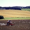 Seagulls follow the plough near Powburn, Northumberland