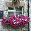 Window Box in Bakewell, July 9, 2006