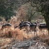 Group of does.  Chase road, Brocton, Cannock Chase