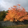 A maple tree in Limefitt Park, Troutbeck, Cumbria