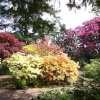 The Azalea Gardens at Wentworth Castle Gardens in Barnsley.