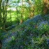 Bluebells in Apedale Woods near Newcastle, Staffordshire