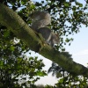 Grey Squirrel in castle grounds at Tonbridge, Kent
