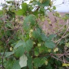 Wild Hops growing in hedgerow, coast road, East Runton