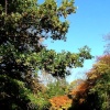 A picture of Holland Park
