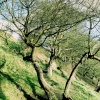 Sacred Trees Glastonbury Tor, Glastonbury, Somerset.