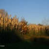 London Wetland Centre, late afternoon light on pampas grass.