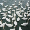 Swans in Littlehampton