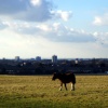 Overlooking Town centre, Harlow Common, Essex.