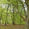 Photo taken on Beacon Hill near Morpeth.