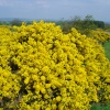 Photo taken on Beacon Hill near Morpeth.