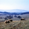 A picture of Redesdale