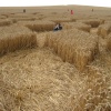 Crop Circle. August 2006, near Avebury.