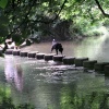Dog stepping across the River Mole via the Stepping Stones in Dorking, Surrey
