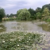 Looking down a river near Dorking, Surrey
